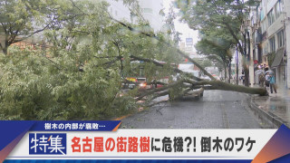 【特集】名古屋の街路樹に危機 木が大きすぎる?倒木相次ぐ理由【newsX】